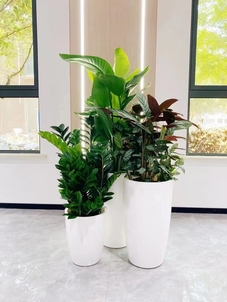 宁波镇海花卉出租价格实惠